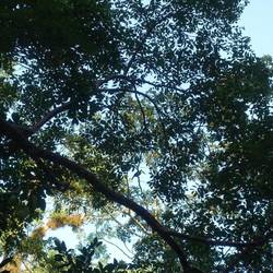 Wer findet den Tukan?