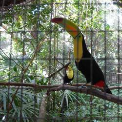 Der Tukan in groß, für alle die noch immer suchen