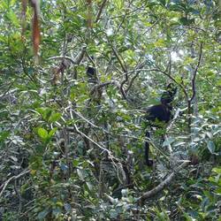 Brüllaffen, oft schon gehört, hier zuerst gesehen
