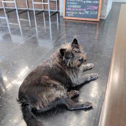 Costa Lanta Resort: Hugo, der Hotelhund