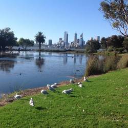 Perth CBD from our side of the river (South)