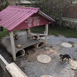 Dog Area @ Lanta Animal Welfare