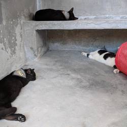 Kitty City @ Lanta Animal Welfare