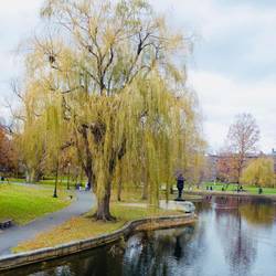 The lake in the Boston Gardens