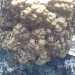 Weihnachten unter Wasser...erst sind alle Christmas Trees da und dann weg - Spielkinder