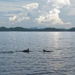 Plötzlich waren da Delfine und wir alle im Wasser