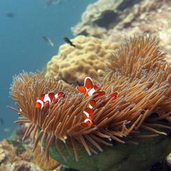 Clownfischli 🤡 mit Anja im Hintergrund (Twin Rock)