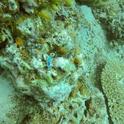 Nudibranch (Twin Rock)