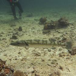 Barracuda mit Anja als Beobachter (Twin Rock)