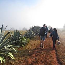 Agave planten in de ochtendmist