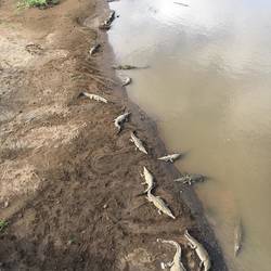 Krokodilfluß auf dem weg von San José nach Jaco