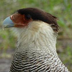 Maskottchen des Nationalparks - fliegt aber frei herum