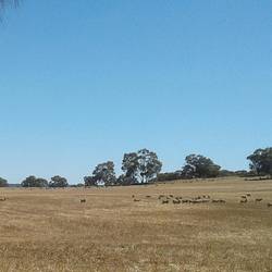 Travelling through the wheatbelt