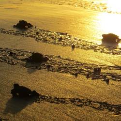 Bei Sonnenuntergang laufen sie schnell ins Meer und überleben hoffentlich