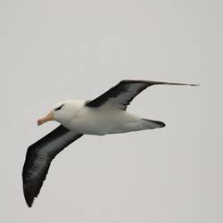 Albatross