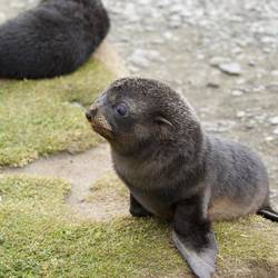 Baby fur seal