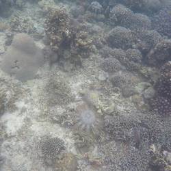 Crown of Thorn Seastar