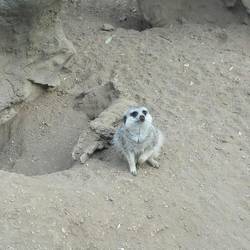 Meercat