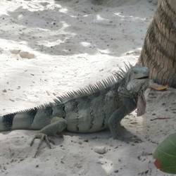 Besuch beim Sonnenbaden