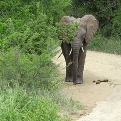 This youngster is a bit shy...