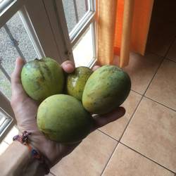 Handgeplückte Mangos - grün, aber trotzdem schon reif!
