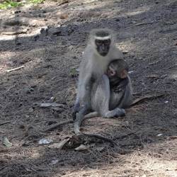 Vervet monkey family