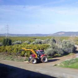 A blur of orange groves