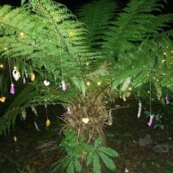 Weihnachtsfarn