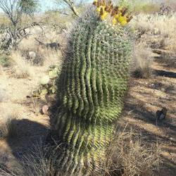 Barrel cactus