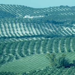 Endless olive groves
