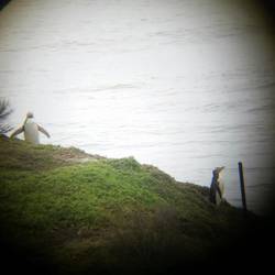 Gelbaugenpinguine entdeckt man auch tagsüber an Land. 😊