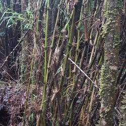 Kila trees