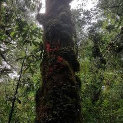 Estrellas growing on the Tepa tree