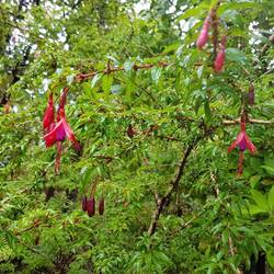 Chilka flowers
