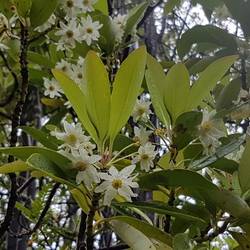 Canelo flowers