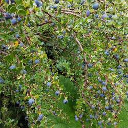 Calafate berries