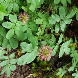 Thorny bushes that used to stick to the pants