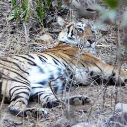 'Arrowhead' young female tiger, Ranthambore