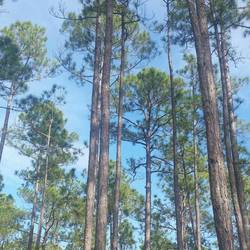 Long leaf pines (Föhren)