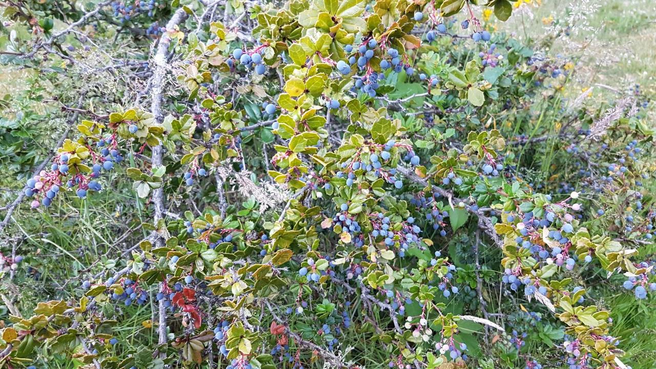 Calafate berries