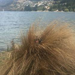 Ich in Queenstown