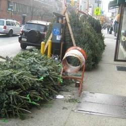 Christmas Trees on the Lower East Side
