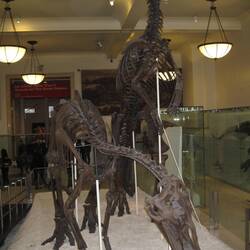 Lots of different types of dinosaurs