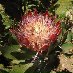 A Protea
