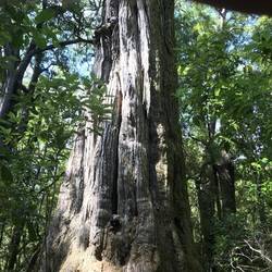 Big tree