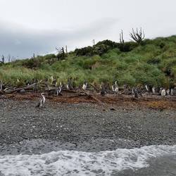 Pinguine auf den Tucker Islands