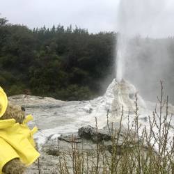 Lady Knox Geysir in Wai-O-Tapu