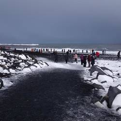 A beach full of penguins - the people, not those rocks