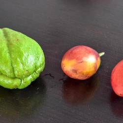 Pimpinela och tomate inglese