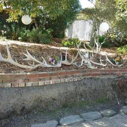 Good place to store antlers!